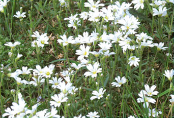 Blumenwiese