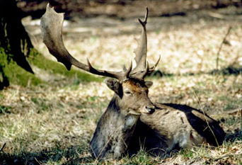 Damhirsch