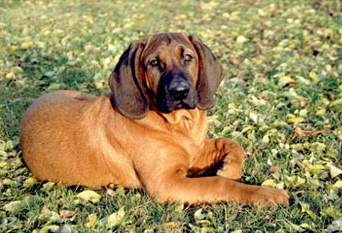 hund_2.jpg