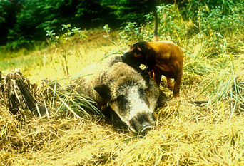 Schweißhund mit Keiler