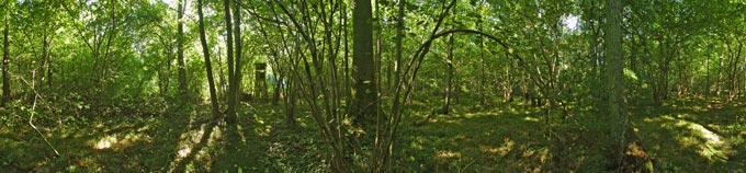 Panorama Freudenberger Wald