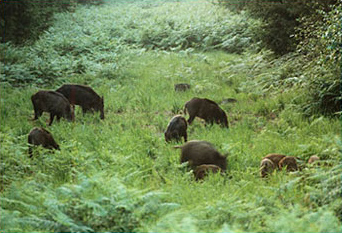 Schwarzwild