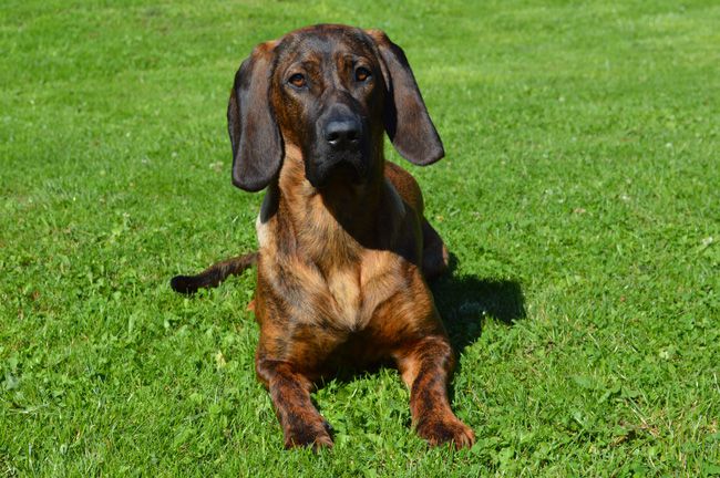 Schweißhündin Mina