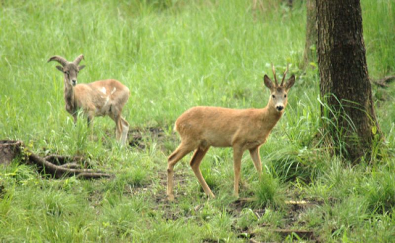 Wild im Lehrrevier