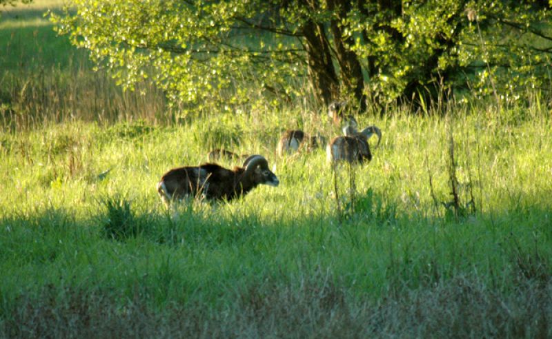 Muffelwild im Revier